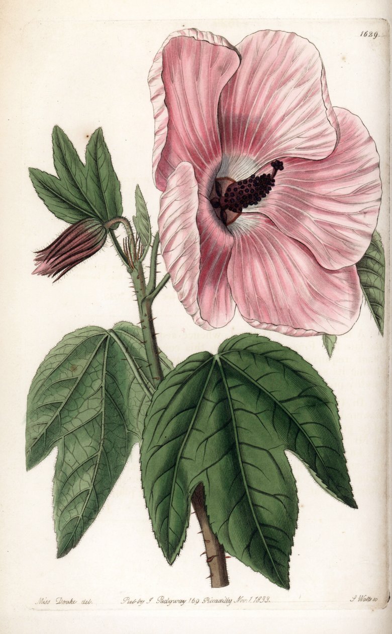 Pink Hibiscus - Placa gravada por S.Watts, a partir de uma ilustração de Sarah Anne Drake (1803-1857), do Botanical Register of Sydenham Edwards (1768-1819), Inglaterra de Sydenham Teast Edwards