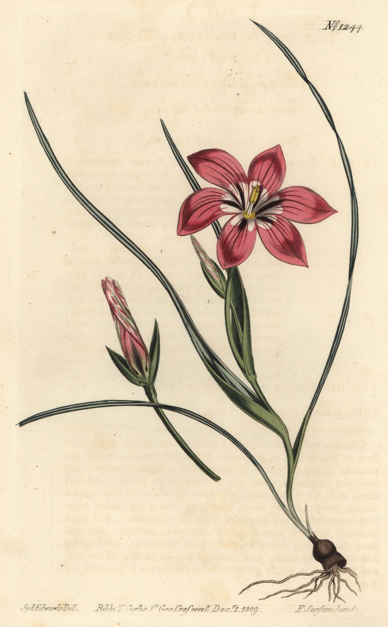 Rose froetang, Romulea flava (Blush trichonema, Trichonema pudicum). Gravura em chapa de cobre colorida à mão por F. Sansom Jr. após ilustração de Sydenham Edwards da revista Botanical Magazine de William Curtis, T. Curtis, Londres. de Sydenham Teast Edwards