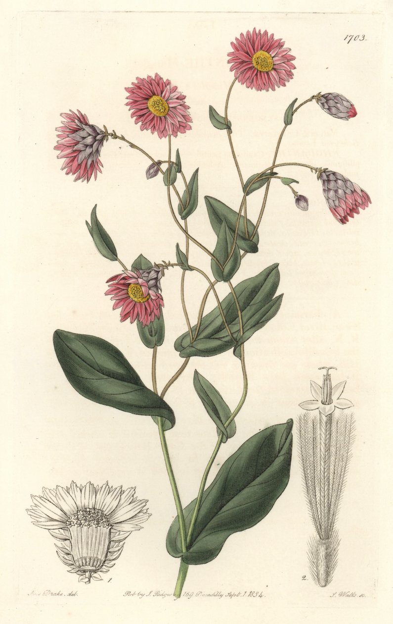Pink rhodanthe, nativo da Austrália - S. Watts água forte de uma ilustração de Sarah Anne Drake (1803-1857), do Botanical Register de Sydenham Teast Edwards