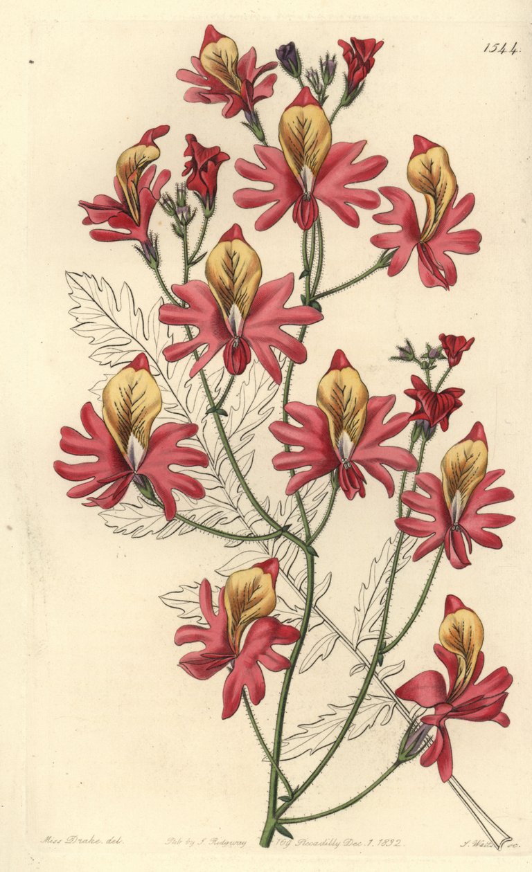 Orquídea de homem pobre, Schizanthus grahamii (Schizanthus grahamii, Schizanthus retus). Gravura em chapa de cobre colorida à mão por S. Watts depois de uma ilustração de Miss Sarah Drake do Registo Botânico de Sydenham Edwards, Ridgeway, Londres de Sydenham Teast Edwards