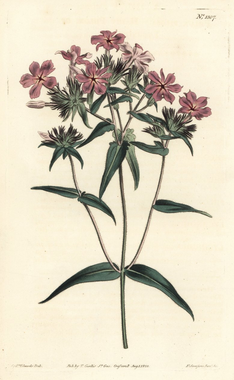 Prairie Phlox - Phlox peludo ou lychnidea, Phlox pilosa. Gravura em chapa de cobre colorida à mão por F. Sansom Jr. após ilustração de Sydenham Edwards da revista Botanical Magazine de William Curtis, T. Curtis, Londres de Sydenham Teast Edwards