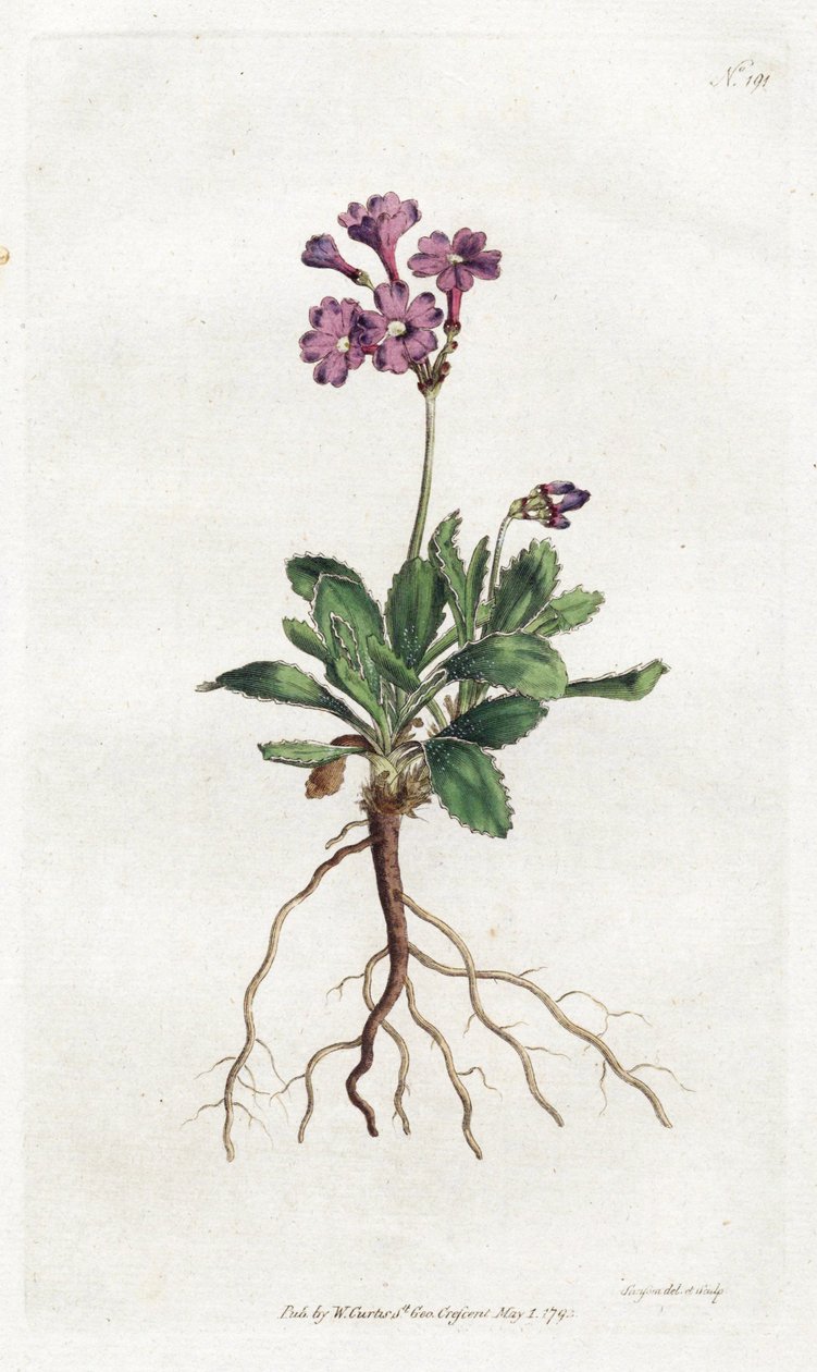 Primevere marginee - Litografia de Sydenham Edwards (1768-1819), placa da revista Botanical Magazine de William Curtis (1746-1799) de Sydenham Teast Edwards