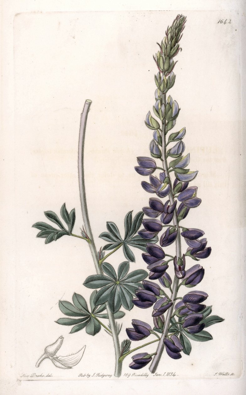 Variete Lupino Roxo - Gravada por S.Watts, a partir de uma ilustração de Sarah Anne Drake (1803-1857), do Botanical Register of Sydenham Edwards (1768-1819), Inglaterra de Sydenham Teast Edwards