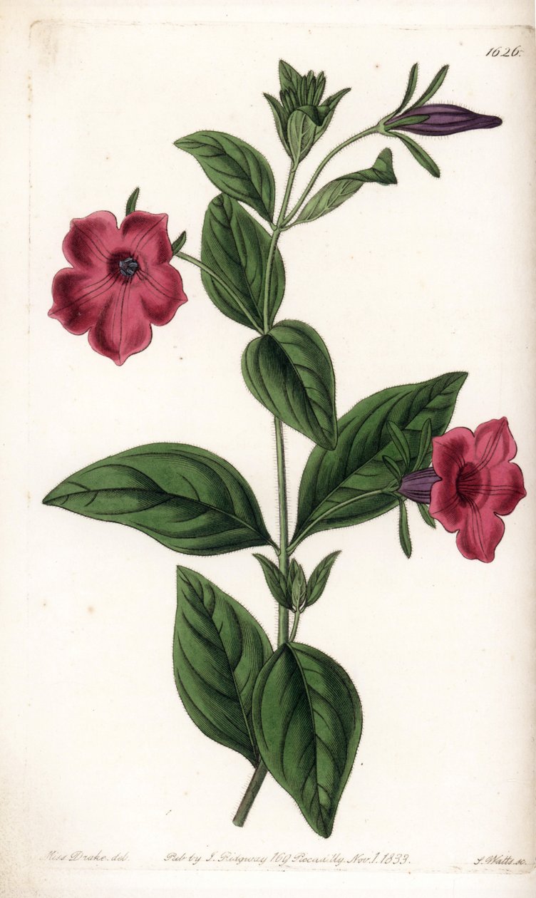 Petúnia de flor roxa - Placa gravada por S.Watts, a partir de uma ilustração de Sarah Anne Drake (1803-1857), do Botanical Register of Sydenham Edwards (1768-1819), Inglaterra de Sydenham Teast Edwards