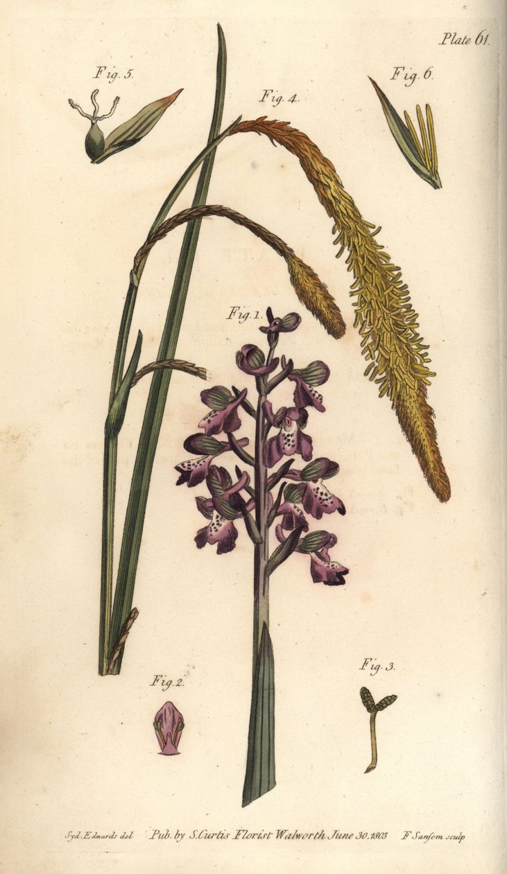 Orquídea púrpura, Orchis mascula, Gynandria de Sydenham Teast Edwards