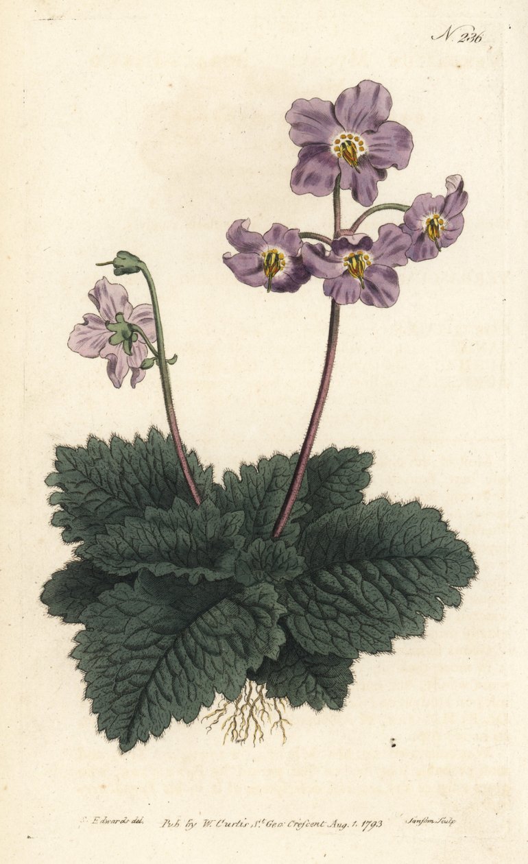 Ramondy (ou ramonde) dos Pirenéus - Pyrenean violet, Ramonda myconi (Borage-Lev