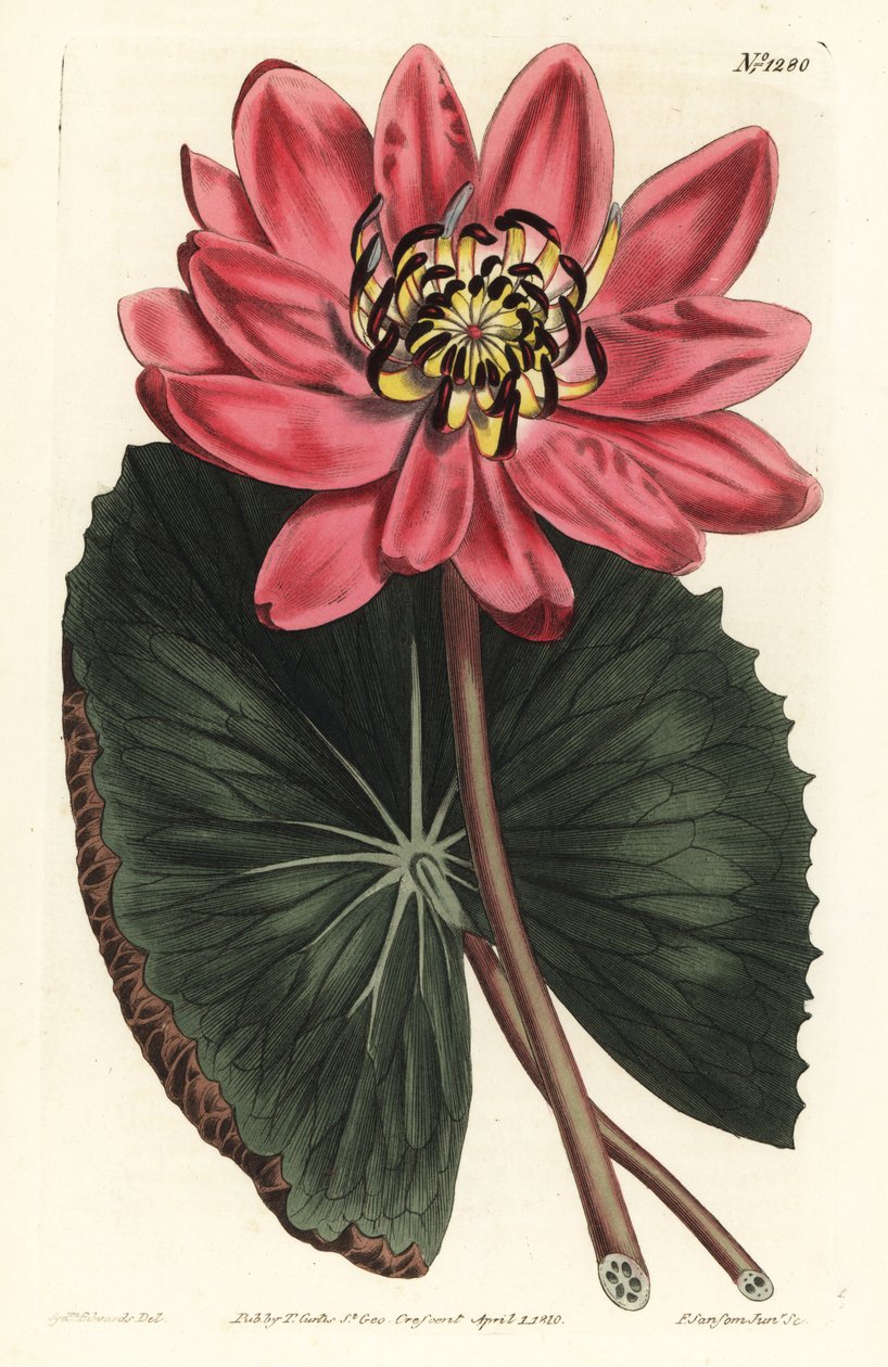 Lótus Vermelha - Ninfaea rubra, lírio de água de flor vermelha. Gravura em chapa de cobre colorida à mão por F. Sansom Jr. após ilustração de Sydenham Edwards da revista Botanical Magazine de William Curtis, T. Curtis, Londres de Sydenham Teast Edwards