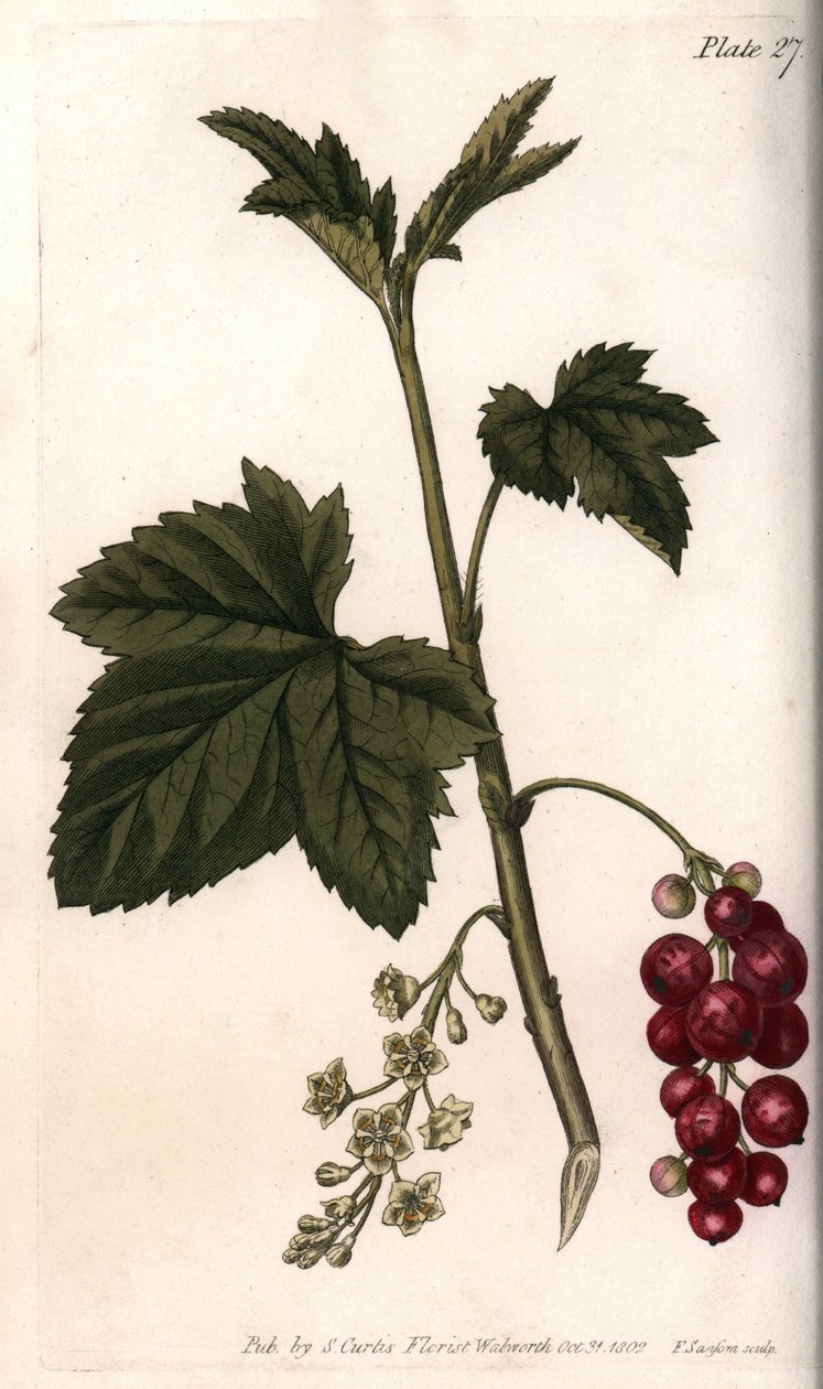 Corinto vermelho. Gravura em cobre colorido, ilustração de Sydenham Edwards (1768-1819) para Conferências de Botanical, Jardim Botânico de Lambeth (Inglaterra) de Sydenham Teast Edwards