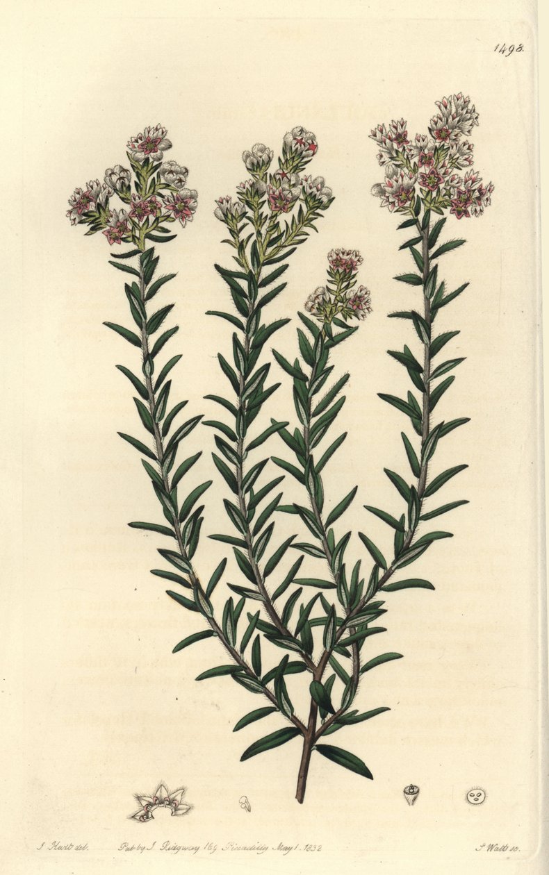 Soulangia vermelha, Soulangia rubra. Gravura em chapa de cobre colorida à mão por S. Watts após uma ilustração de J. Hart do Sydenham Edwards