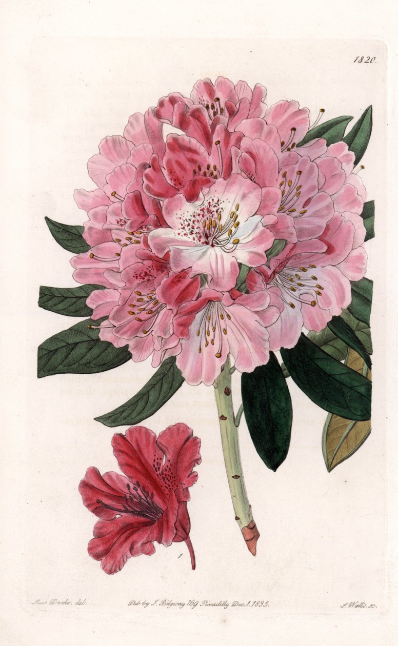 Rhododendron Hybrid Variete - Gravado por S.Watts, de uma ilustração de Sarah Anne Drake (1803-1857), do Botanical Register of Sydenham Edwards (1768-1819), Inglaterra de Sydenham Teast Edwards