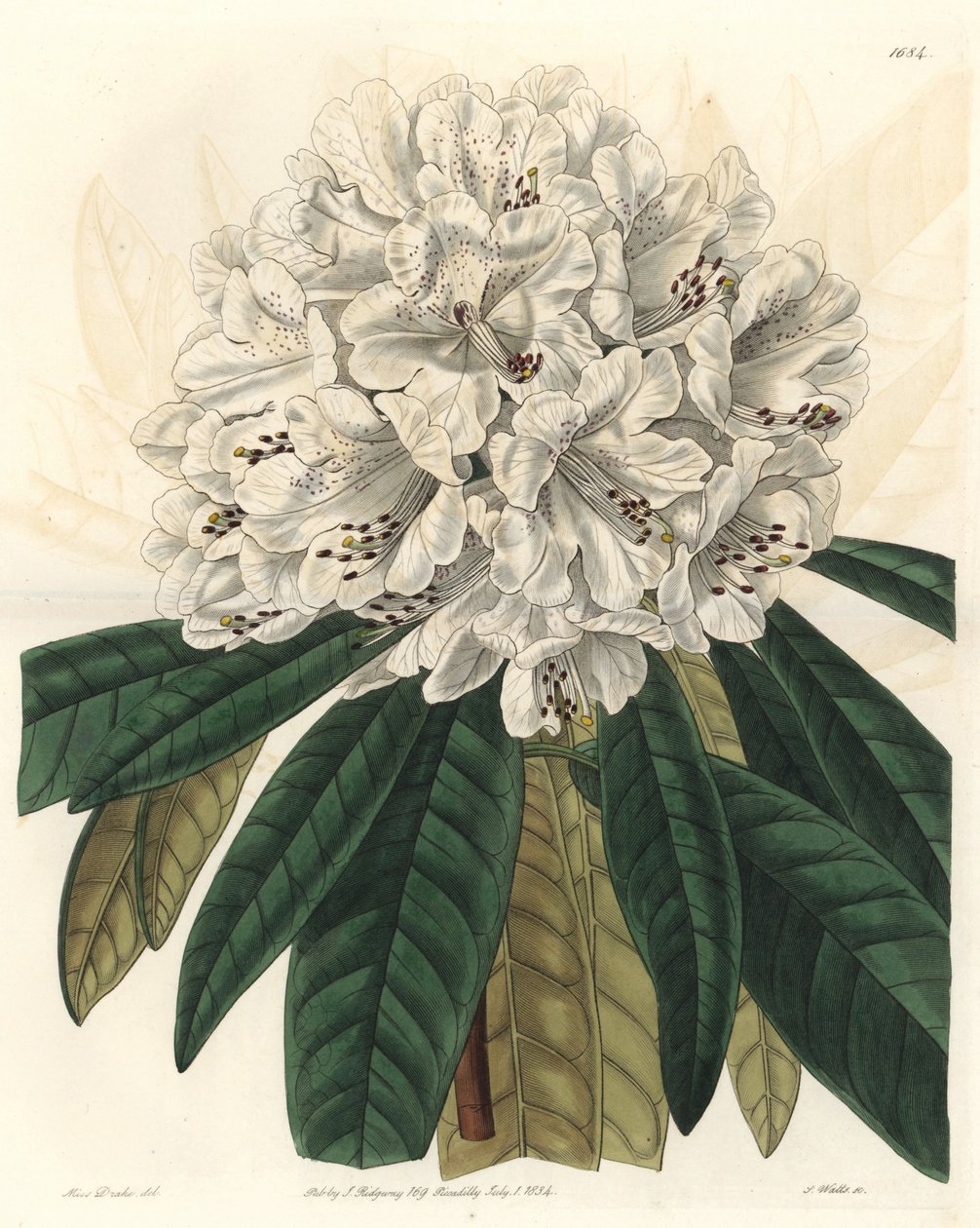 Rhododendron ou azalee com flores brancas, nativo do Nepal - Water forte de S. Watts a partir de uma ilustração de Sarah Anne Drake (1803-1857), do Botanical Register de Sydenham Teast Edwards