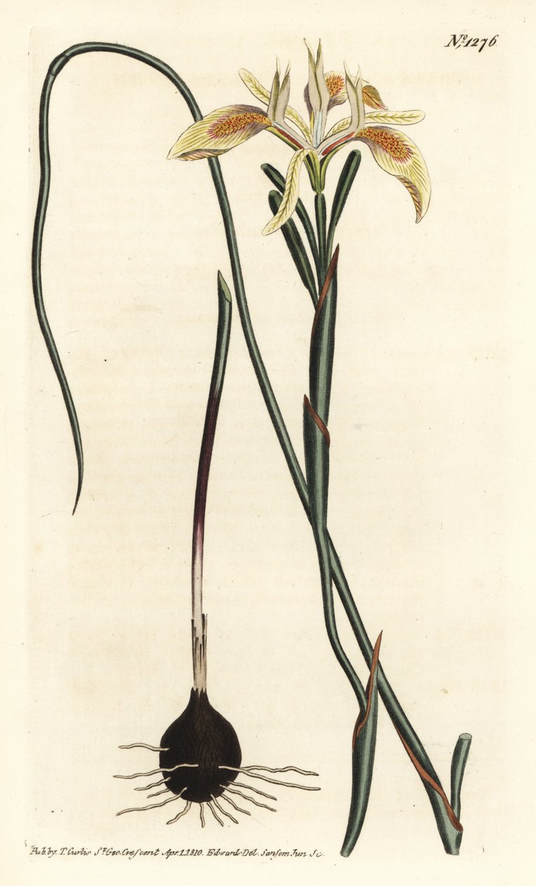 Moraea angusta, Moraea angusta. Gravura em chapa de cobre colorida à mão por F. Sansom Jr. após ilustração de Sydenham Edwards da revista Botanical Magazine de William Curtis, T. Curtis, Londres de Sydenham Teast Edwards