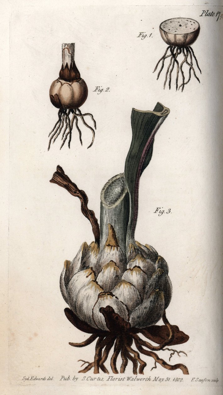 Raiz e bulbo de lírios. Gravura em cobre colorido, ilustração de Sydenham Edwards (1768-1819) para Conferências de Botanical, Jardim Botânico de Lambeth (Inglaterra) de Sydenham Teast Edwards