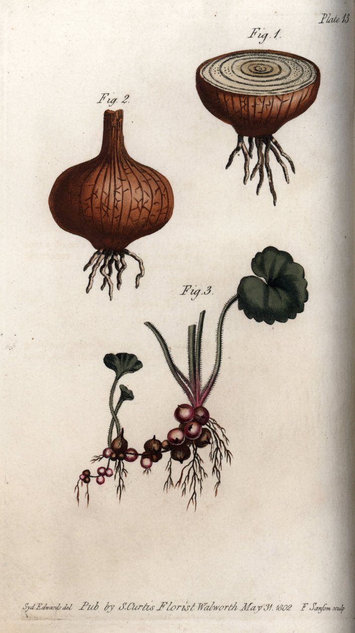 Raízes e bulbos de cebola e saxifrage, grânulos ou os chamados bulbos. Gravura em cobre colorido, ilustração de Sydenham Edwards (1768-1819) para Conferências de Botanical, Jardim Botânico de Lambeth (Inglaterra) de Sydenham Teast Edwards