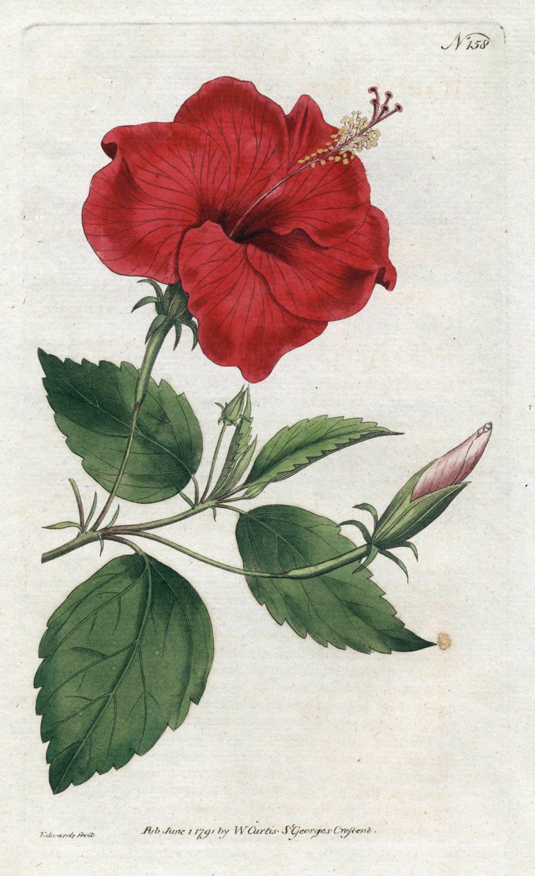 Rose de Chine - Litografia de Sydenham Edwards (1768-1819), placa da revista Botanical de William Curtis (1746-1799) de Sydenham Teast Edwards