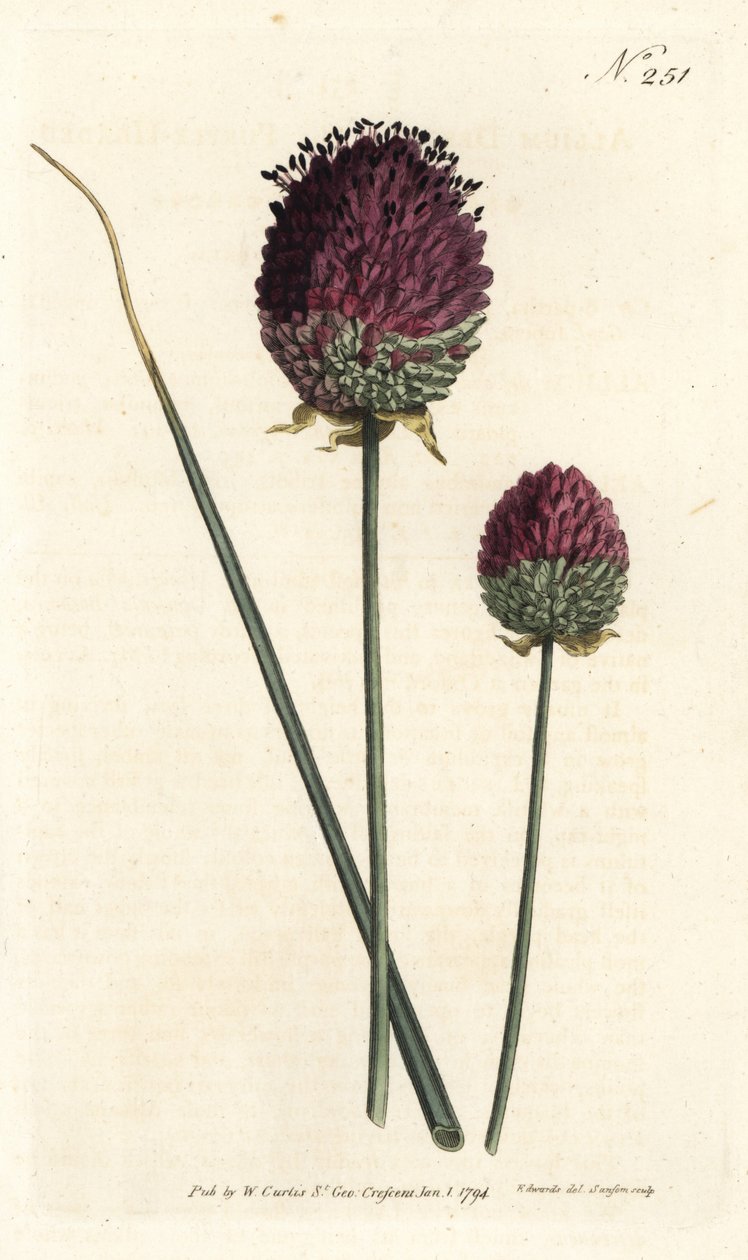 Alho de cabeça redonda, Allium sphaerocephalon (alho de cabeça roxa, Allium descende). Gravura em chapa de cobre colorida à mão por Sansom após uma ilustração de Sydenham Edwards da revista Botanical de William Curtis, Londres de Sydenham Teast Edwards