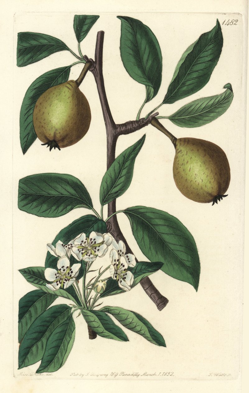 Pêra de folha de salva - pêra salva, Pyrus salviifolia (Pyrus salvifolia). Gravura em chapa de cobre colorida à mão por S. Watts depois de uma ilustração de Sarah Drake do Registo Botânico de Sydenham Edwards, Ridgeway, Londres. de Sydenham Teast Edwards