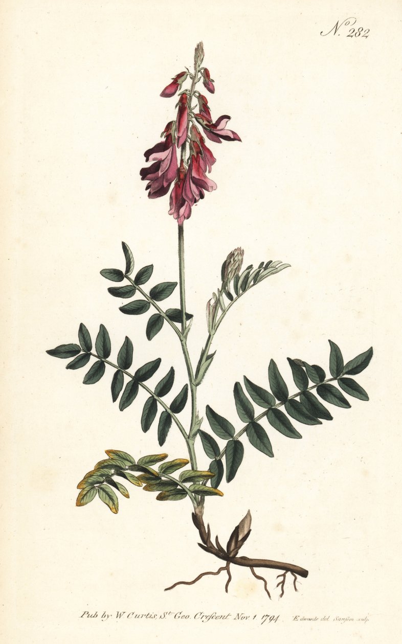 Sainfoin des Alpes - Sanfoin alpino, Hedysarum hedysaroides (Hedysarum obscurum enraizado) - Gravura em chapa de cobre colorida à mão por Sansom depois de uma ilustração de Sydenham Edwards da revista Botanical de William Curtis, Londres de Sydenham Teast Edwards