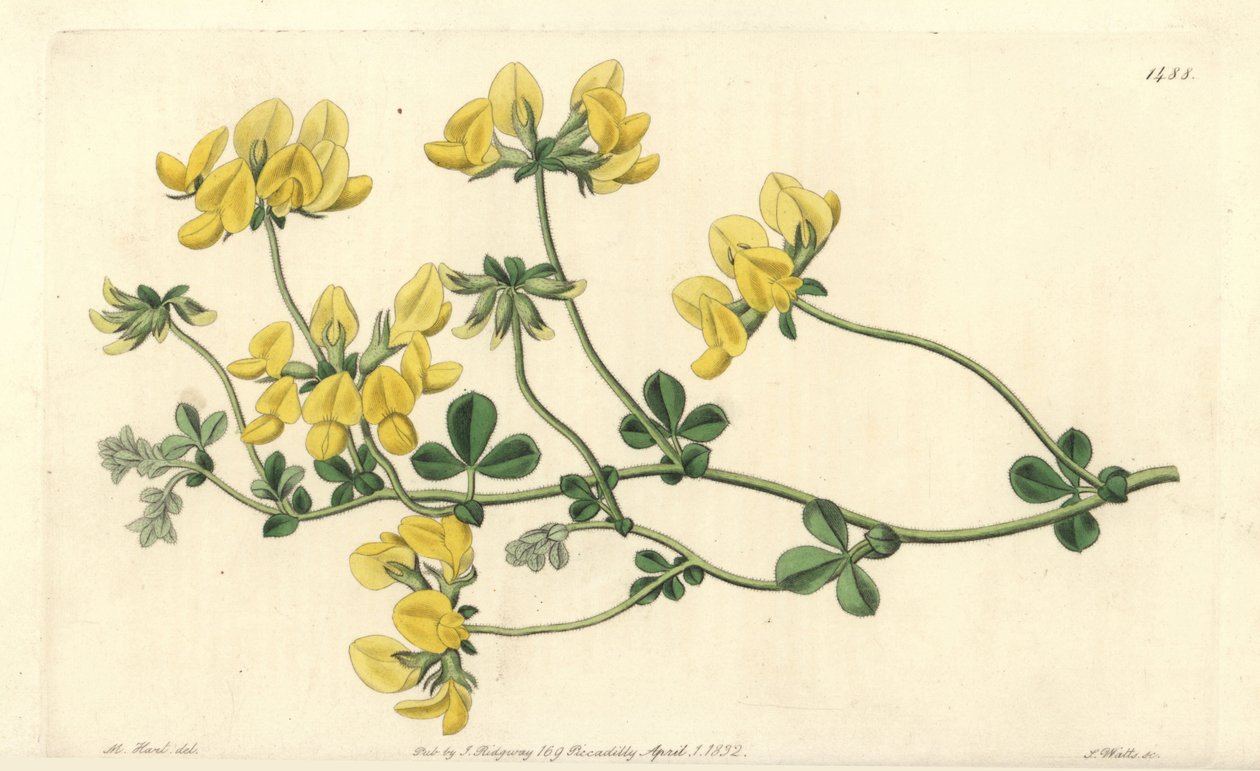 Lótus de areia - Lótus de areia, Lotus arenarius. Gravura em chapa de cobre colorida à mão por S. Watts após uma ilustração de M. Hart do Sydenham Edwards