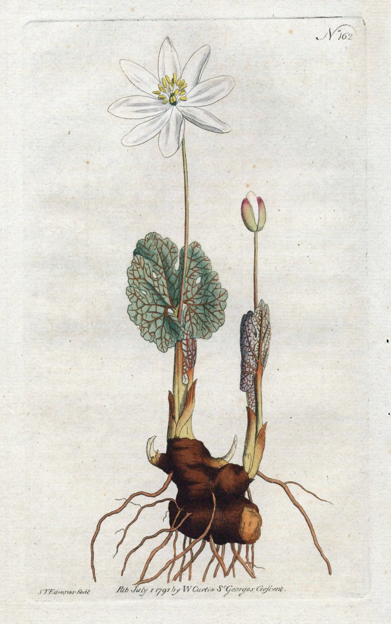 Sanguinaire du Canada - Litografia de Sydenham Edwards (1768-1819), placa da revista Botanical Magazine de William Curtis (1746-1799) de Sydenham Teast Edwards