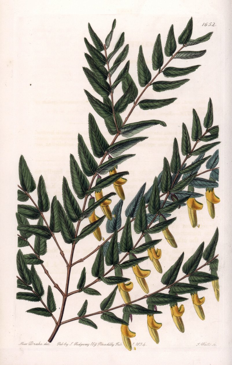 Scotia a smooth branches - Placa gravada por S.Watts, a partir de uma ilustração de Sarah Anne Drake (1803-1857), do Botanical Register of Sydenham Edwards (1768-1819), Inglaterra de Sydenham Teast Edwards