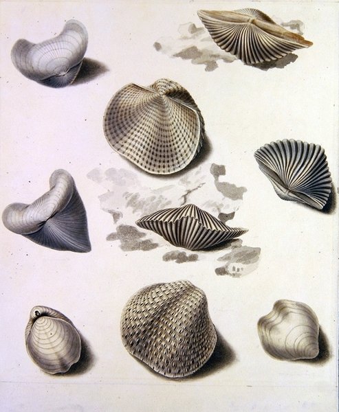 Conchas e Flora marinha (lápis, caneta, tinta e aquarela sobre papel) (ver também 351984, 351986 e 351987) de Sydenham Teast Edwards