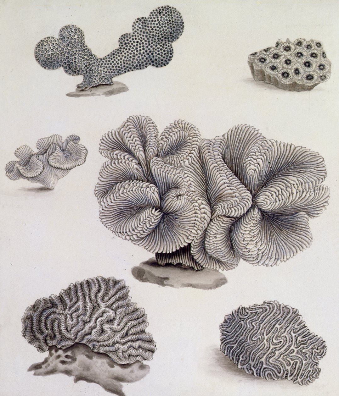 Conchas e Flora marinha (lápis, caneta, tinta e aquarela) (ver também 351985, 351986 e 351987) de Sydenham Teast Edwards