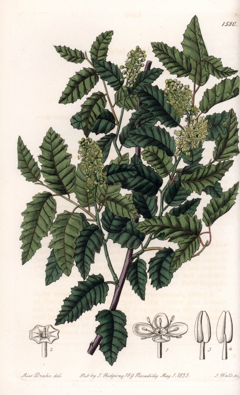 Shrub Schinus latifolia, Pepper Variety - Placa gravada por S.Watts, de uma ilustração de Sarah Anne Drake (1803-1857), do Botanical Register of Sydenham Edwards (1768-1819), Inglaterra de Sydenham Teast Edwards