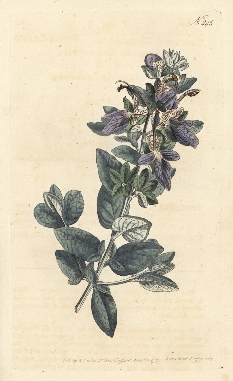 Shrubby germander, Teucrium fruticans (Teucrium latifolium) - Gravura em chapa de cobre colorida à mão por Sansom após uma ilustração de Sydenham Edwards rom William Curtis