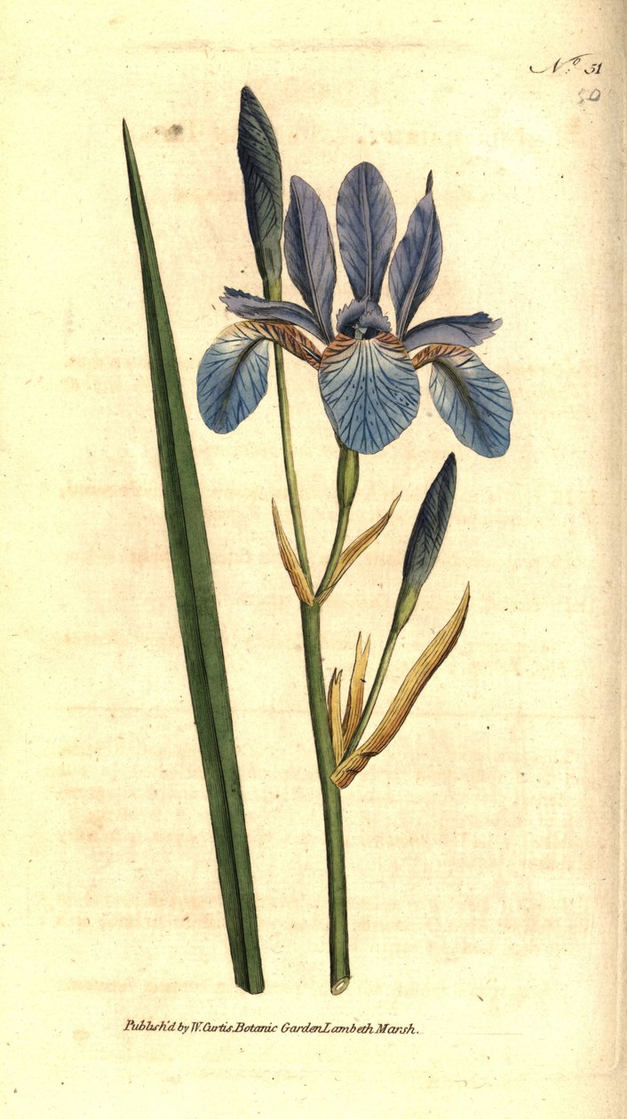 Íris siberiana - Íris siberiana, Iris sibirica. Gravura em chapa de cobre colorida à mão depois de uma ilustração botânica de James Sowerby da revista The Botanical Magazine de William Curtis, Lambeth Marsh, Londres. de Sydenham Teast Edwards