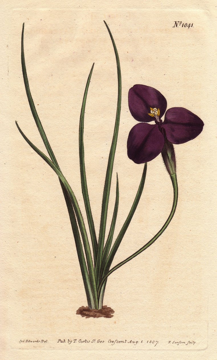 Patersonia sedosa com flor púrpura escura. Nomeado em homenagem ao Coronel Paterson, que estudou a flora australiana. Patersonia sedosa com flor púrpura escura. Nativa da Austrália. Nomeado pelo Coronel Paterson, o governador assistente da Nova Gales do Su de Sydenham Teast Edwards