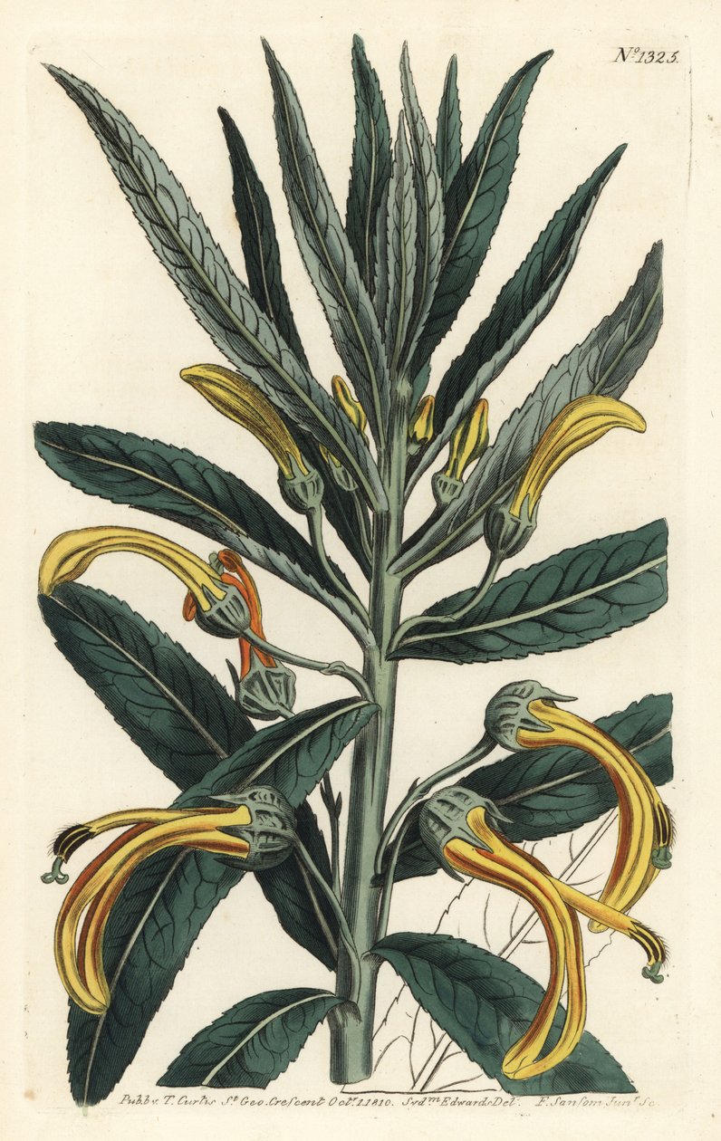 Siphocampylus giganteus, em perigo de extinção (Gigantic lobelia, Lobelia gigantea). Gravura em chapa de cobre colorida à mão por F. Sansom Jr. após ilustração de Sydenham Edwards da revista Botanical Magazine de William Curtis, T. Curtis, Londres. de Sydenham Teast Edwards