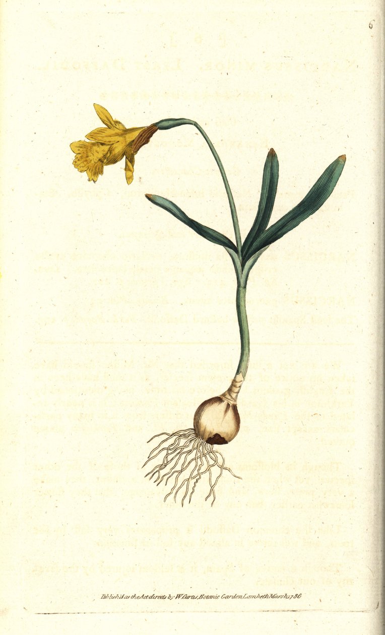 Pequeno narciso - Menos narciso, Narciso pseudonarciso subsp. menor (Narciso menor). Gravura em chapa de cobre colorida à mão depois de uma ilustração botânica de James Sowerby da revista The Botanical Magazine de William Curtis, Lambeth Marsh, Londres. de Sydenham Teast Edwards