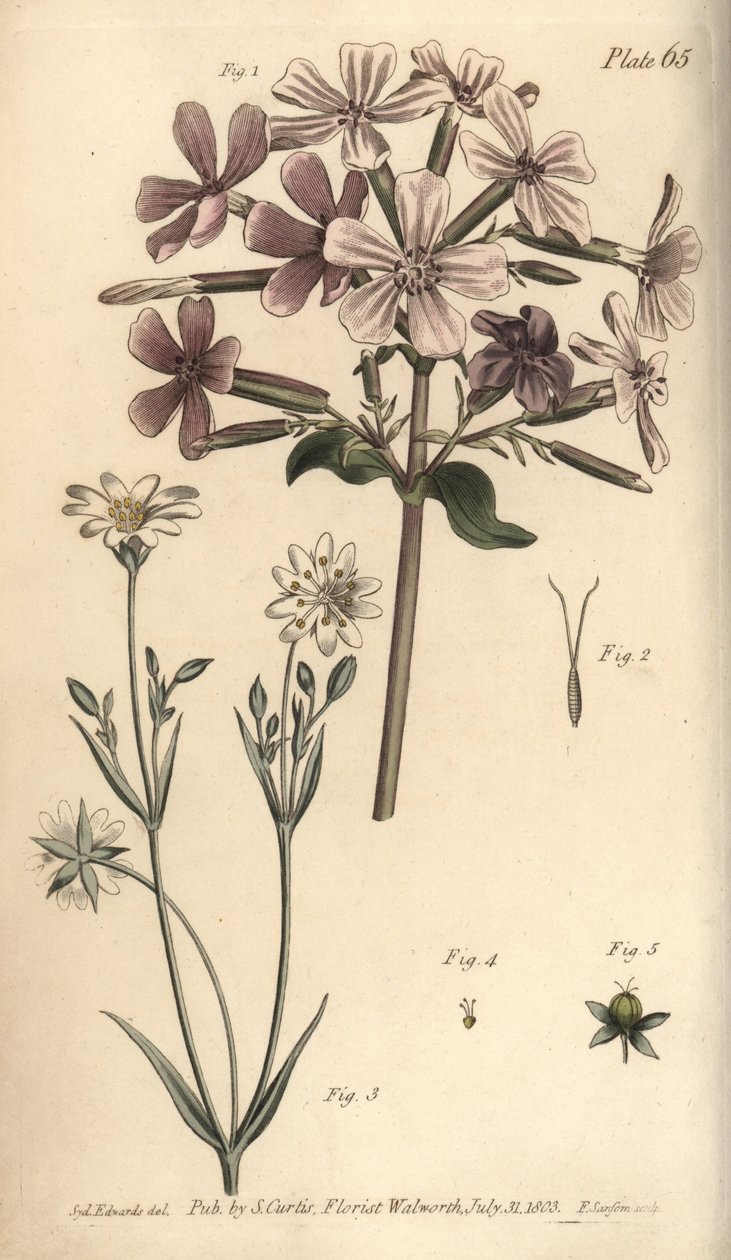 Soapwort, Saponaria officinalis, Digynia de Sydenham Teast Edwards
