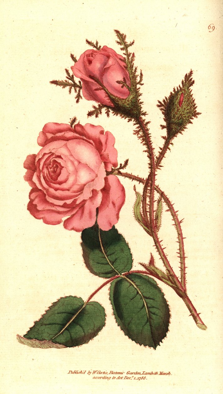 Rosa cintilante (rosa cintilante) - Musgo rosa, Rosa centifolia f. muscosa (Rosa muscosa). Gravura em chapa de cobre colorida à mão depois de uma ilustração botânica da revista The Botanical Magazine de William Curtis, Lambeth Marsh, Londres de Sydenham Teast Edwards