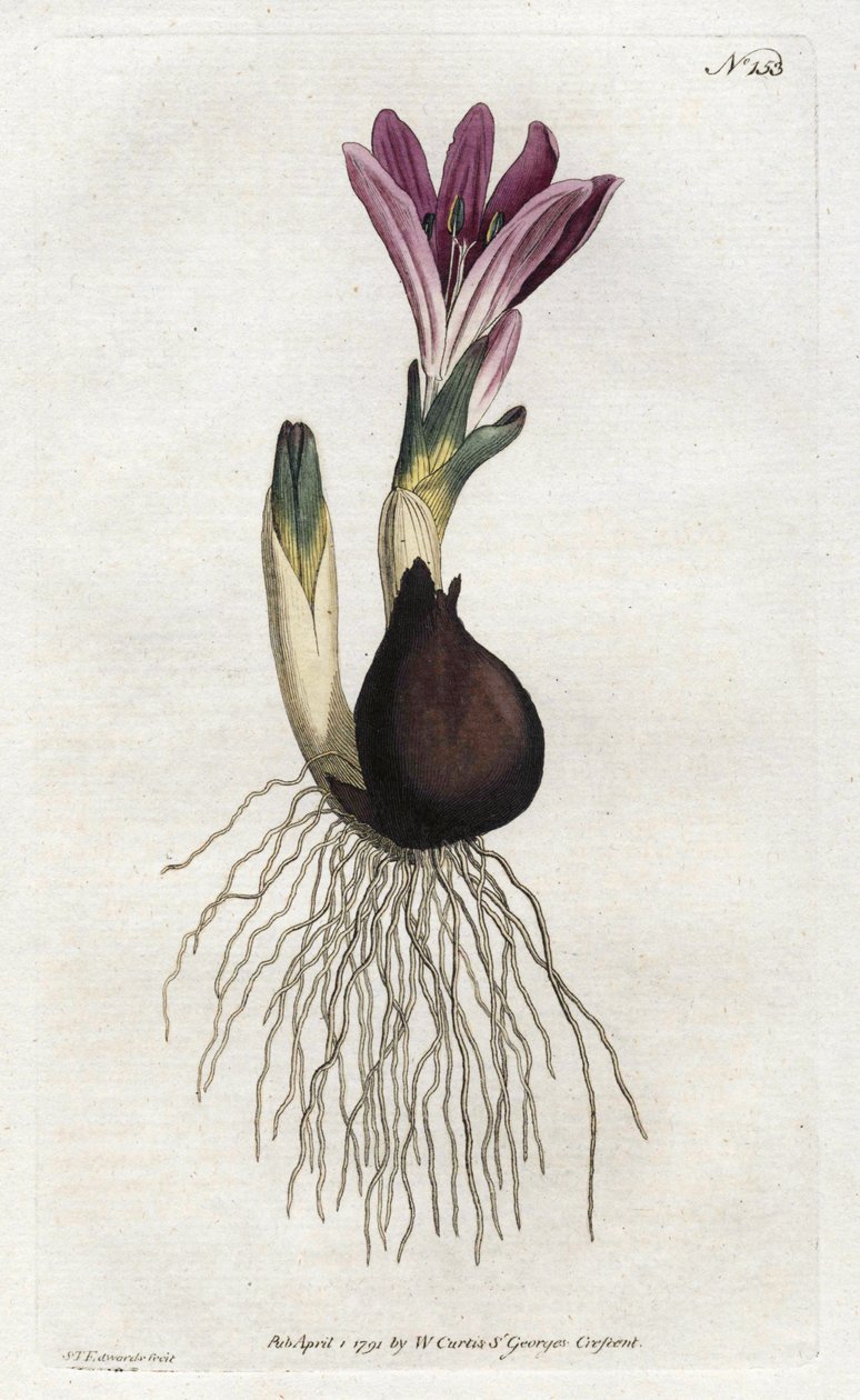 Bulbocode de Primavera ou campanette - Litografia de Sydenham Edwards (1768-1819), da Revista Botânica de William Curtis (1746-1799) de Sydenham Teast Edwards