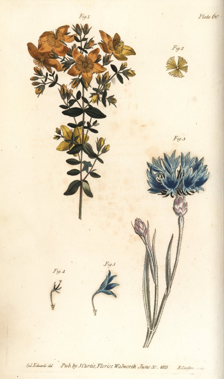 Erva de São João, Hypericum perforatum, Polyadelphia de Sydenham Teast Edwards