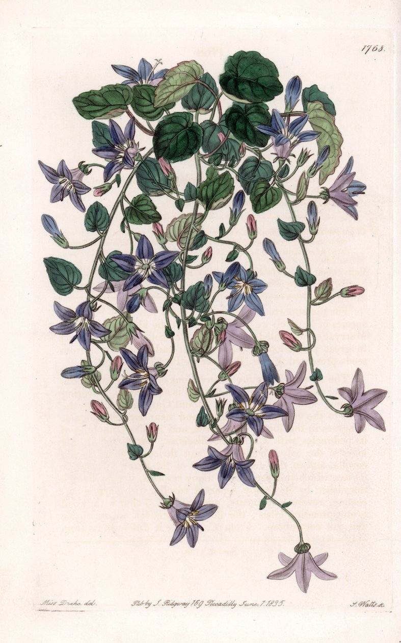 Star campanule - Placa gravada por S.Watts, a partir de uma ilustração de Sarah Anne Drake (1803-1857), do Botanical Register of Sydenham Edwards (1768-1819), Inglaterra de Sydenham Teast Edwards