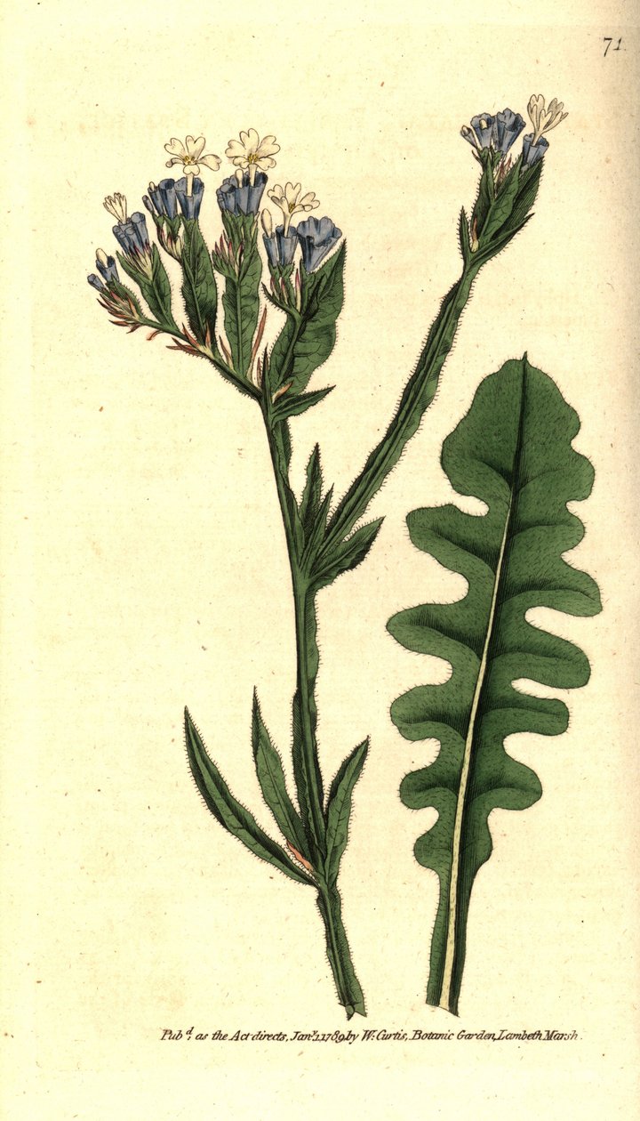 Statice sinuatum ou Limonium com folhas sinuato - Lavanda marinha, Limonium sinuatum (Statice sinuata). Gravura em chapa de cobre colorida à mão depois de uma ilustração botânica de James Sowerby da The Botanical Magazin de William Curtis de Sydenham Teast Edwards