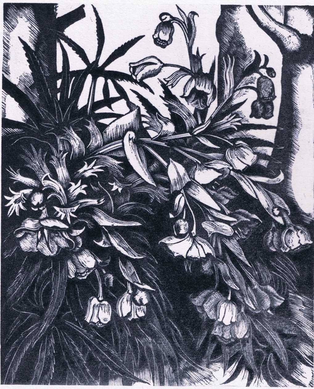 Stinking Hellebore, Nature in Britain publicado pela Collins de Sydenham Teast Edwards