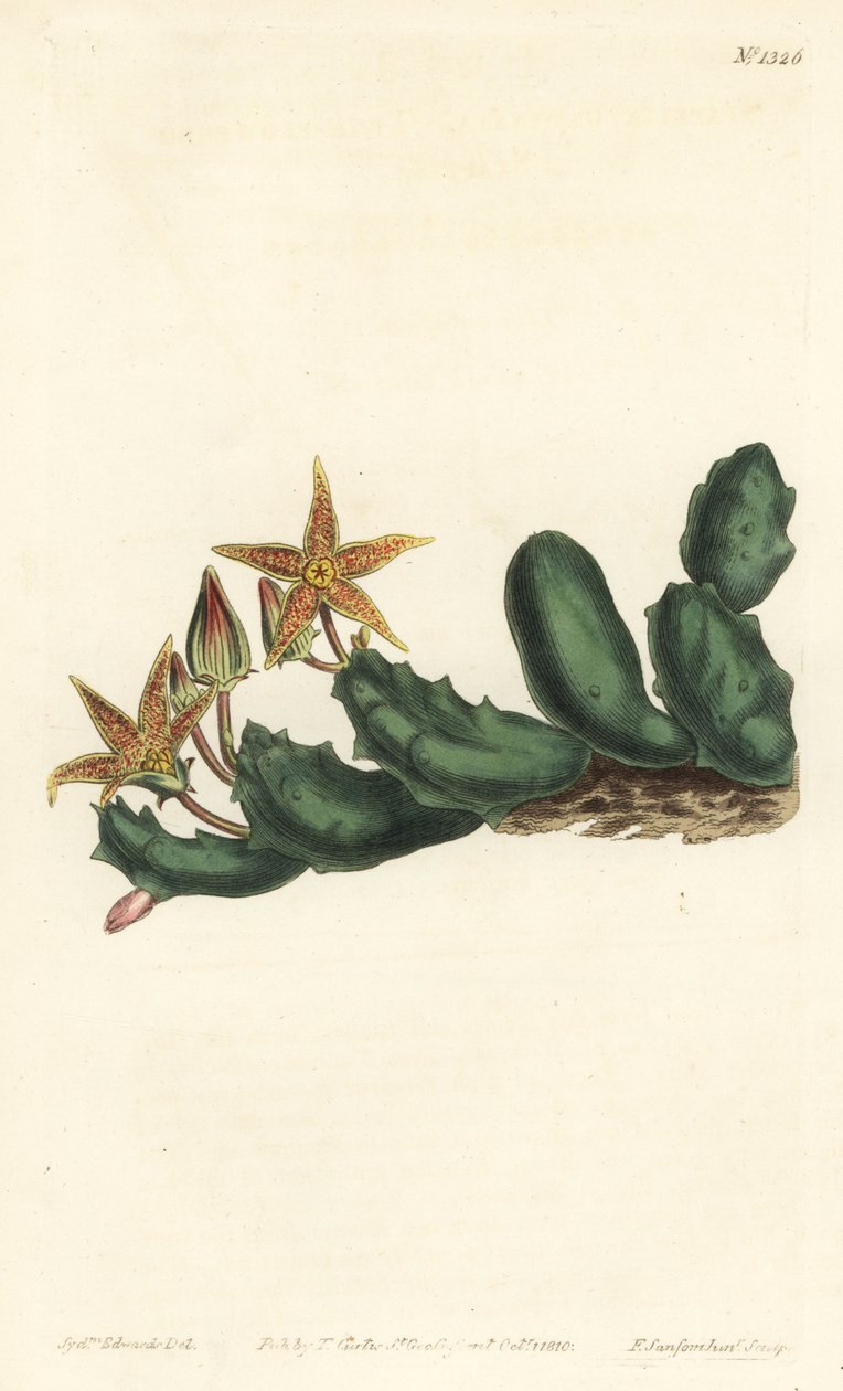 Stisseria geminata (Stapelia geminata de duas flores, Stapelia geminata). Gravura em chapa de cobre colorida à mão por F. Sansom Jr. após ilustração de Sydenham Edwards da revista Botanical Magazine de William Curtis, T. Curtis, Londres. de Sydenham Teast Edwards
