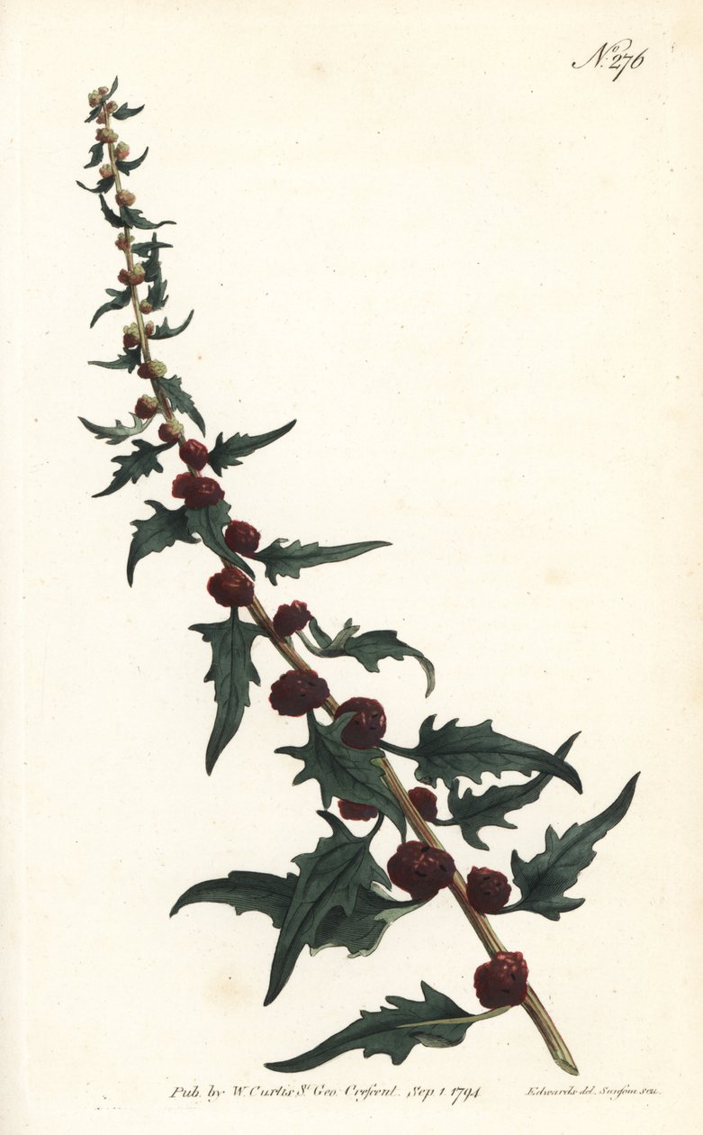 Espinafre de morango em baguete - Pés de cabra, Chenopodium foliosum (Strawberry blite, Blitum virgatum). Gravura em chapa de cobre colorida à mão por Sansom após ilustração de Sydenham Edwards da revista Botanical Magazine de William Curtis, Londres de Sydenham Teast Edwards