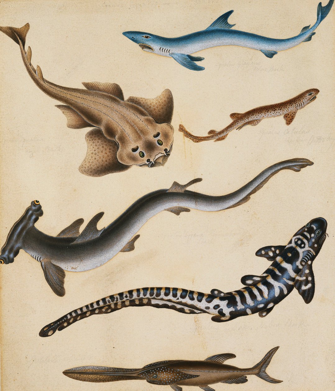 Estudos de peixes, incluindo tubarão, piqueiro, carpa e gillhead, de Sydenham Teast Edwards