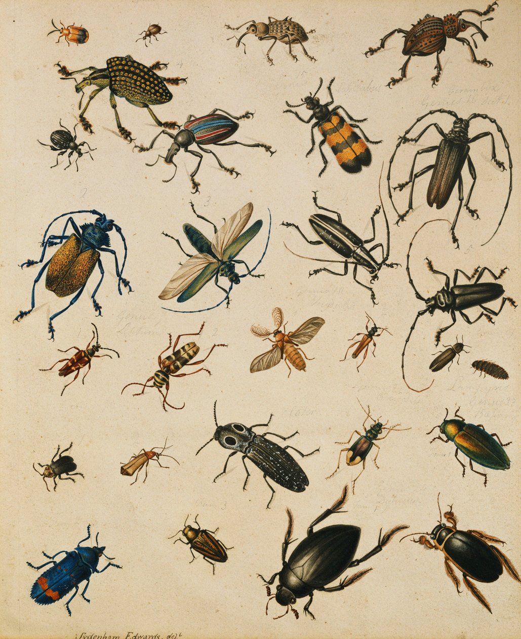 Estudos de Insetos de Sydenham Teast Edwards