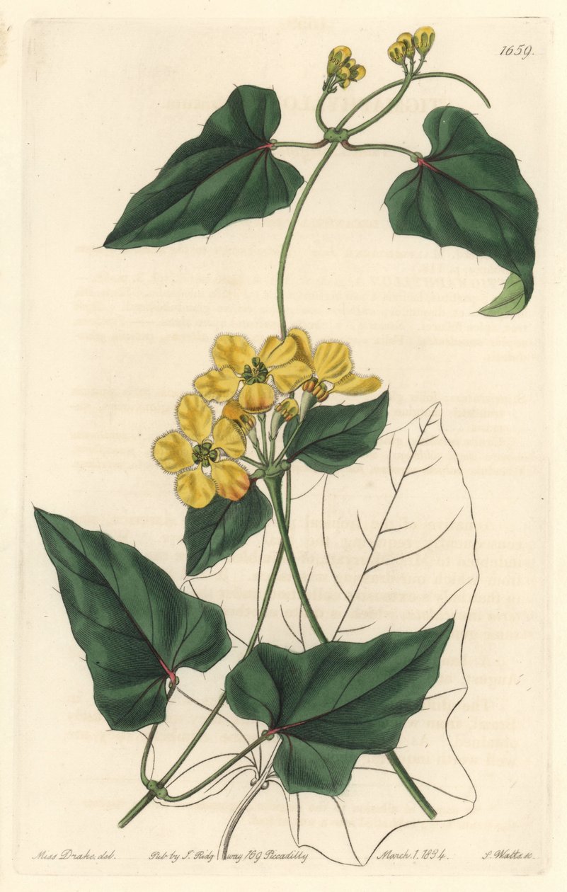 Stygmaphyllon, nativo da América do Sul - Água forte de S. Watts de uma ilustração de Sarah Anne Drake (1803-1857), do Botanical Register de Sydenham Teast Edwards