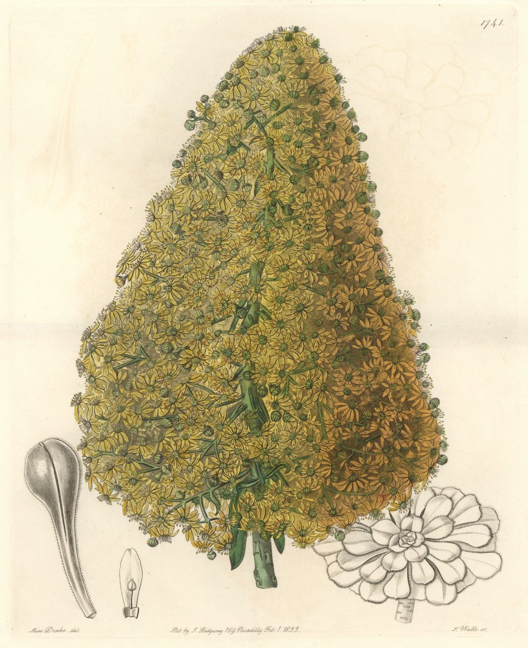 Planta suculenta, flor de Aenium, nativa das Ilhas Canárias - Água forte de S. Watts de uma ilustração de Sarah Anne Drake (1803-1857), do Botanical Register de Sydenham Teast Edwards