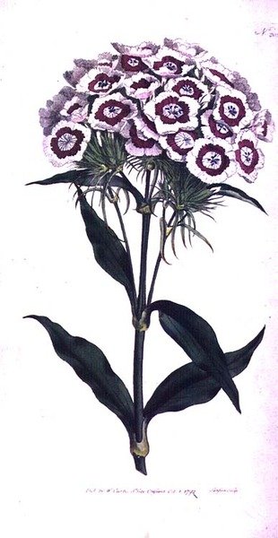 Sweet William ou Bearded Pink (Dianthus barbatus), placa 205 de William Curtis