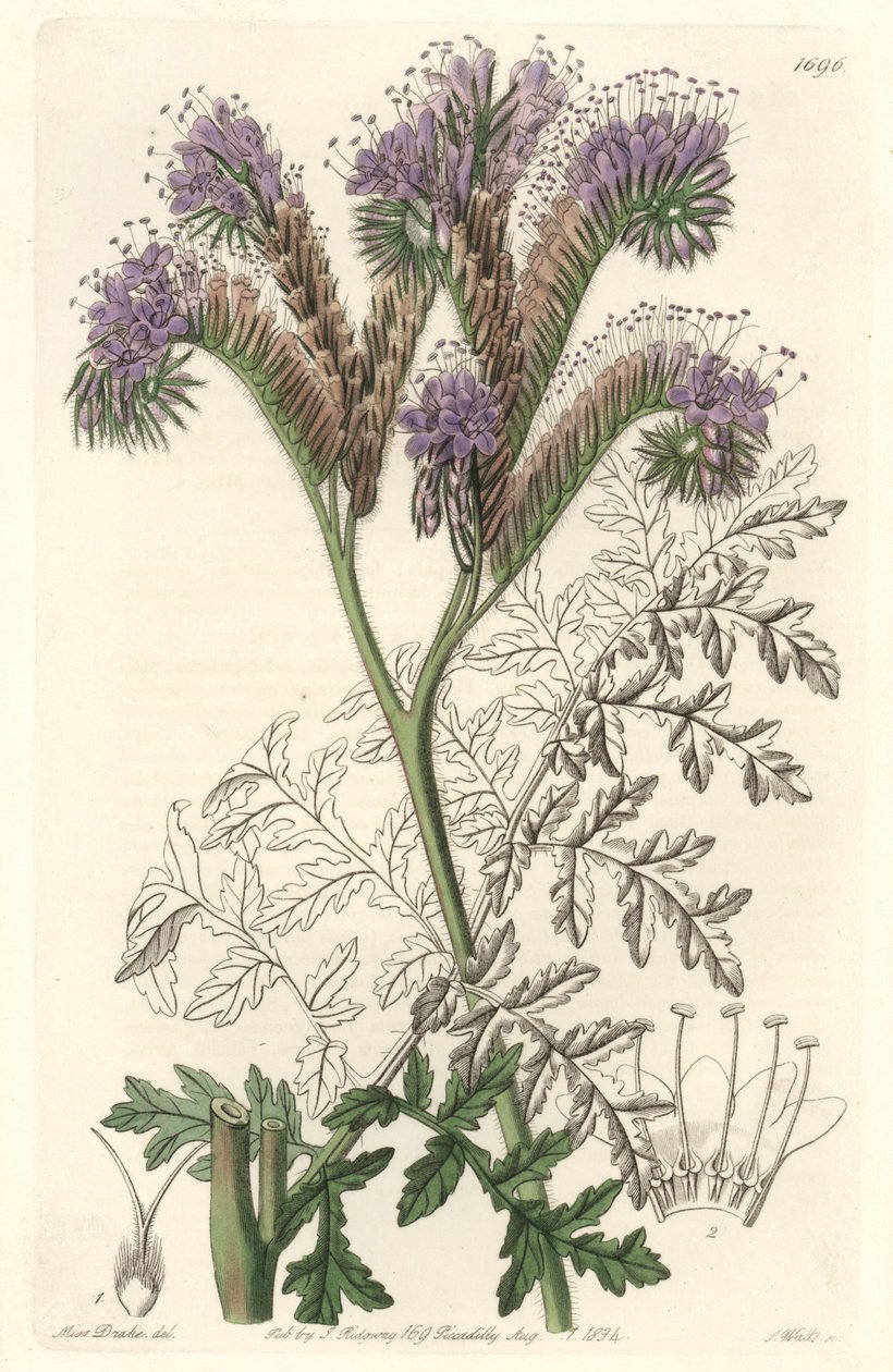 Tansy leaf phacelia, nativa da Califórnia - Water forte de S. Watts a partir de uma ilustração de Sarah Anne Drake (1803-1857), do Botanical Register de Sydenham Teast Edwards