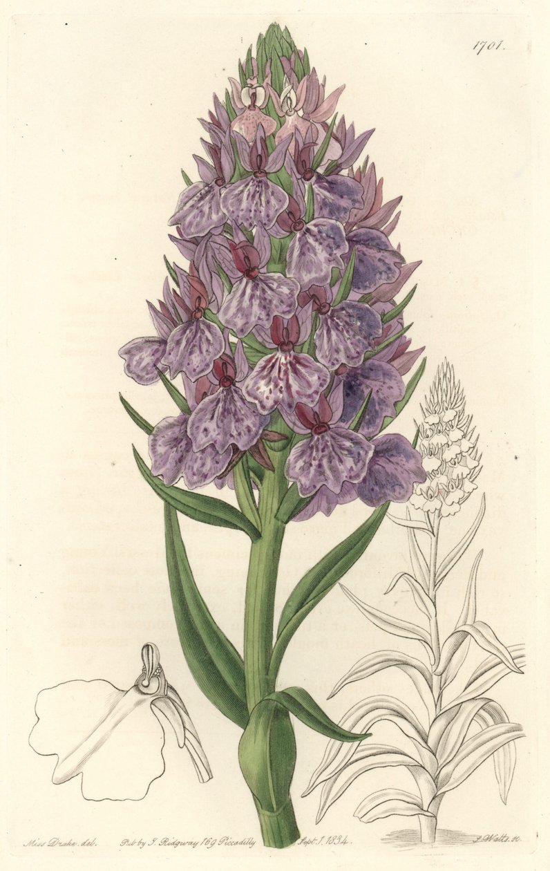 Orquídea terrestre, endêmica da ilha de Madeire - Water forte de S. Watts de uma ilustração de Sarah Anne Drake (1803-1857), do Botanical Register de Sydenham Teast Edwards