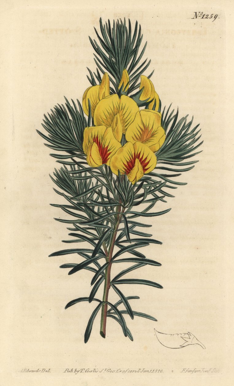 O cotter ou arbusto de mel - chá da costa ou kustee, Cyclopia genistoides (ibbetsonia de flor manchada, Ibbetsonia genistoides). Gravura em chapa de cobre colorida à mão por F. Sansom Jr. depois de uma ilustração de Sydenham Edwards da revista Botanical Ma de Sydenham Teast Edwards